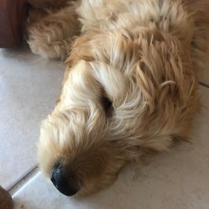 Meet your Posher, Debra